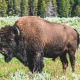 Bisonokser skal være med til at mindske CO2-aftrykket